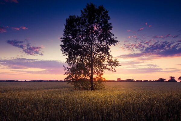 A lonely tree in a field under the evening sky