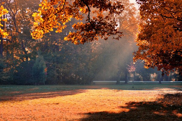 Осенний парк в оранжевых листьях и солнечном освещении