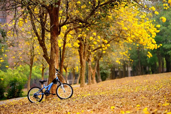 Bosque de otoño con bicicleta junto al árbol