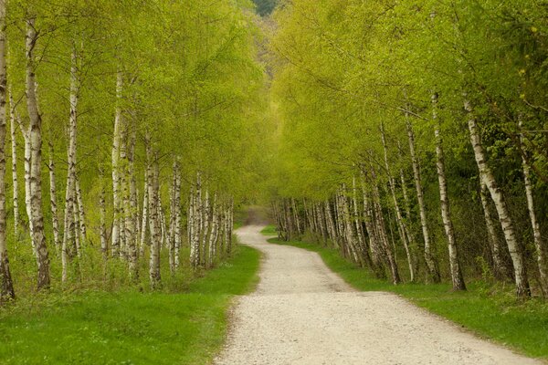 A green road among a birch grove