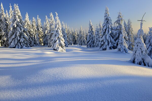 La nature de la forêt d hiver fascine