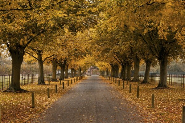 Yellow trees on the autumn avenue