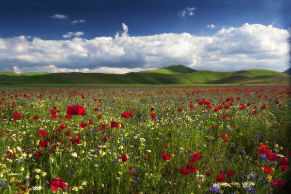 Les photos dans la Prairie sont particulièrement romantiques