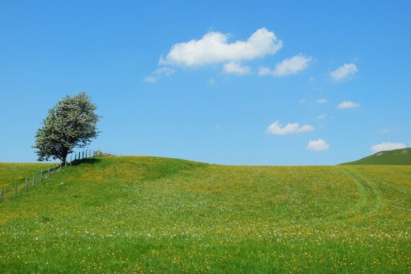 Árbol de pezaje de verano en el campo