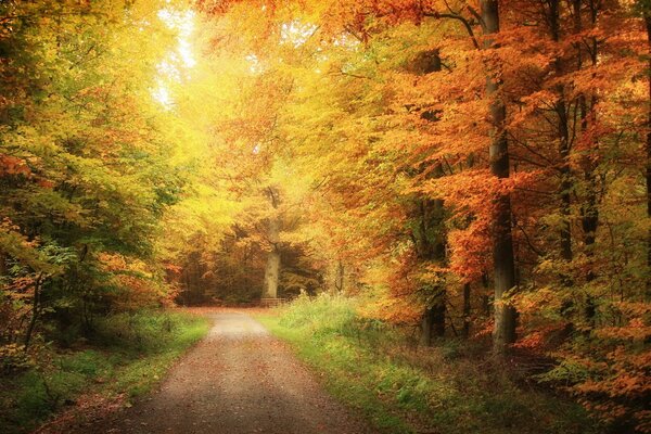 The road in the autumn golden forest