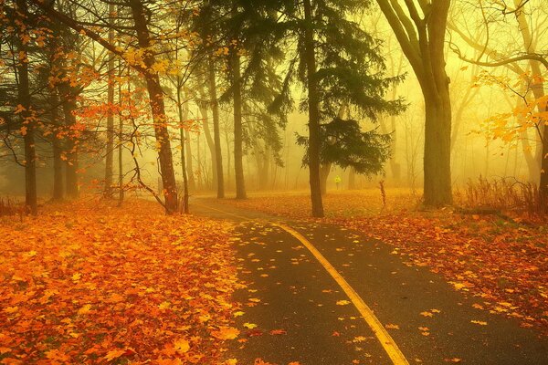 Autumn misty forest and road