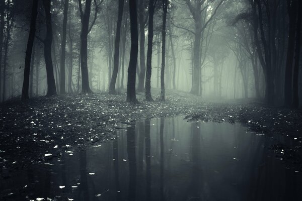 A foggy road in the depths of the forest