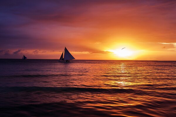 Żaglówka i Mewa na morzu o zachodzie słońca