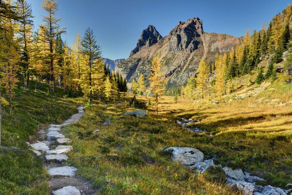 Landscape of a yellow - green forest with a rocky narrow path against the background of mountains in the Yoho National Park