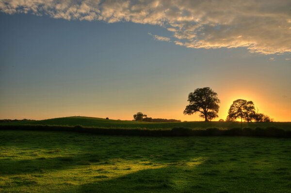 Coucher de soleil. Arbre sur fond de ciel