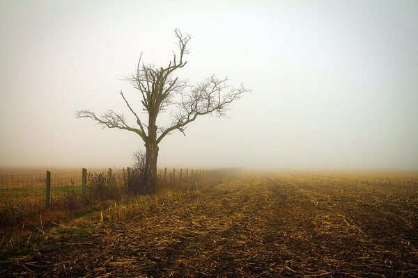 Ein einsamer Baum ohne Blätter im Morgennebel