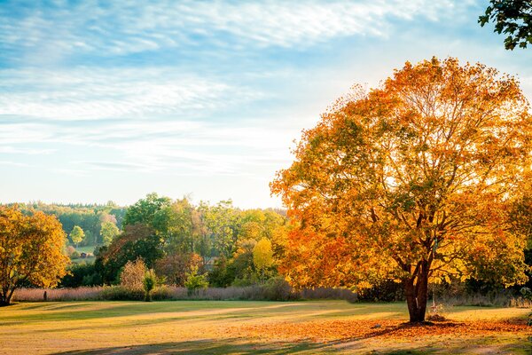 Une émeute de couleurs sous un ciel délavé