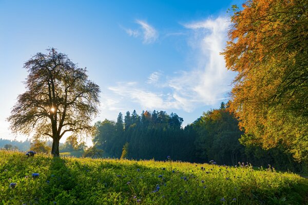 Idyllische Landschaft des Sommermorgens