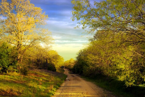 Árboles crecen alrededor de la carretera