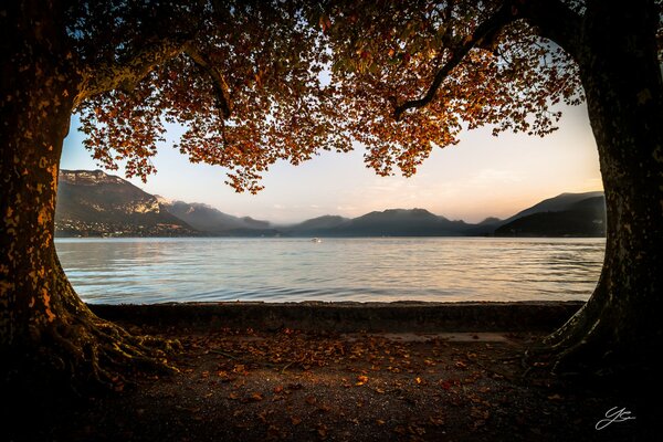 Autumn trees by the lake