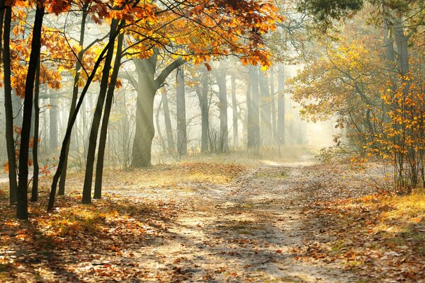 Autumn road attraverso la nebbia