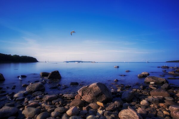 Gabbiani sul mare in Ontario Park