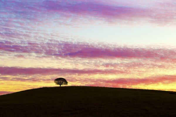 Arbre sur la colline sur fond de coucher de soleil