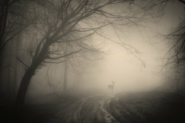 Ciervos en la niebla espeluznante