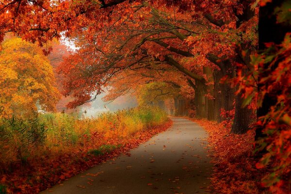 Ein Spaziergang entlang der Straße im Herbstwald