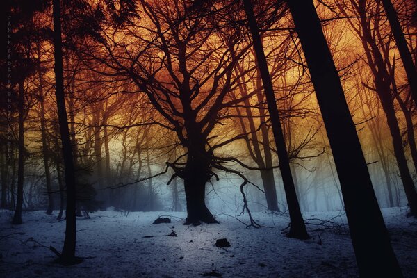 Foresta oscura nella nebbia tra la neve