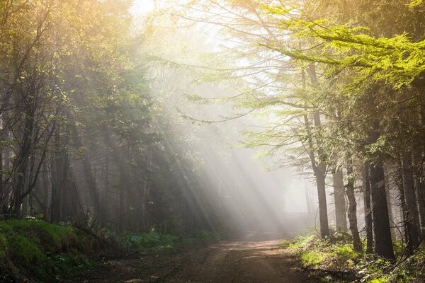 Morning rays fall on the road in the forest