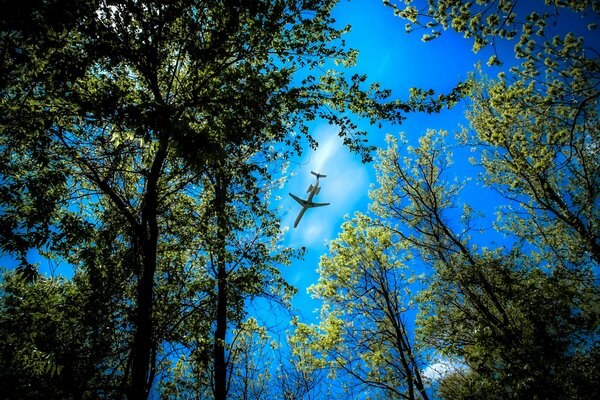 L aereo è visibile tra le cime degli alberi