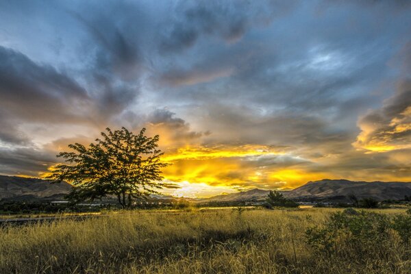 A lonely tree in the middle of the valley in the rays of dawn