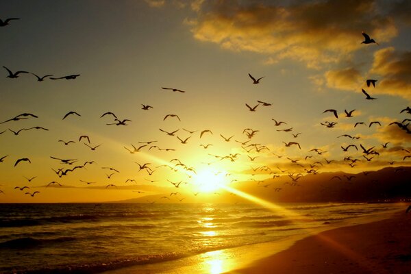 Cuántas aves hay en la costa por la noche