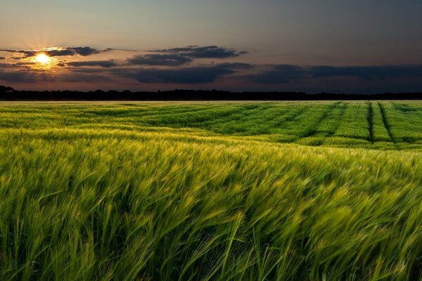 Paysage de la nature sur fond de coucher de soleil