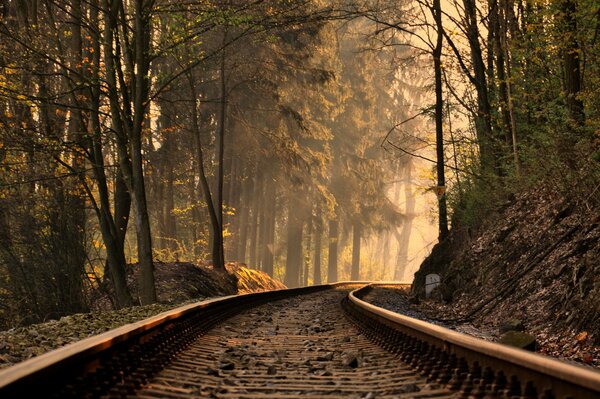 Schienen, die tief in den Wald gehen