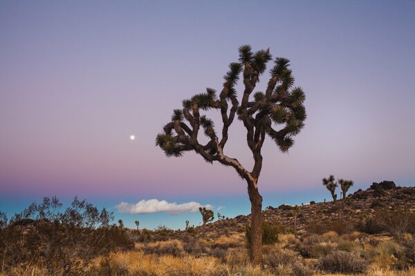US-Nationalpark , einsamer Baum auf einer Wüstenlandschaft, vor einem blauen Himmelshintergrund