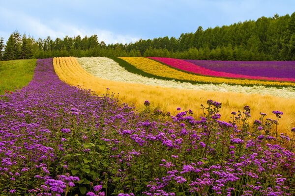 Multi-colored field of beautiful flowers