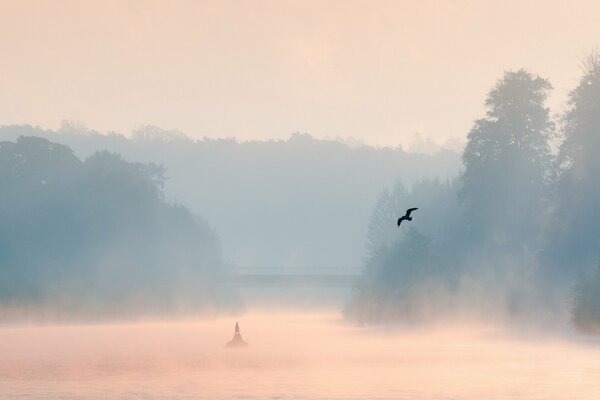 The bird flies over the water through the fog