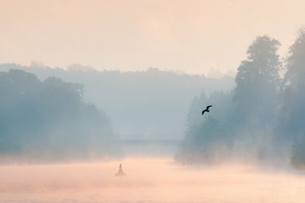 L uccello vola sopra l acqua attraverso la nebbia