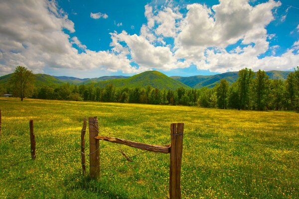 Summer meadow on the background of mountains