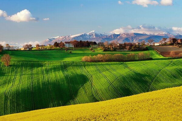 Fields with rapeseed in Italy in spring against the background of mountains and trees