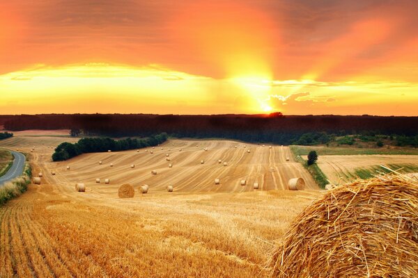 Pajares en un campo al atardecer