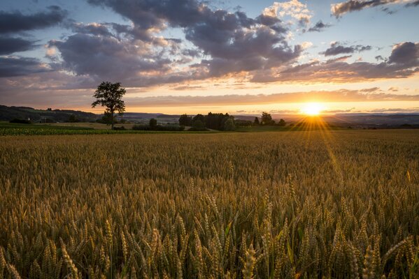 Lever du soleil sur le champ en été