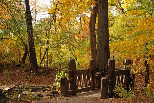 Nature of golden autumn in the park