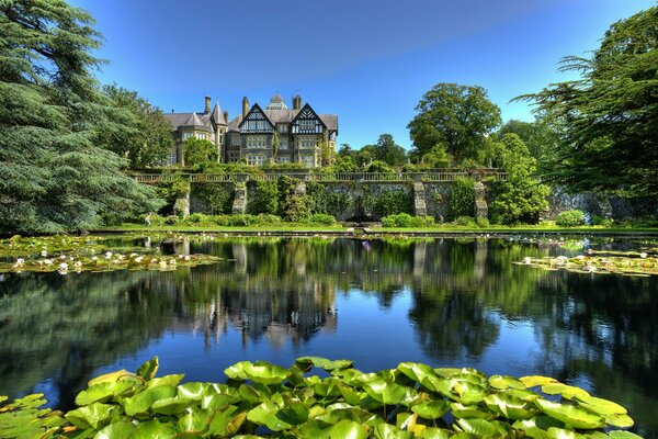 Lily leaves in a pond near a castle in Wales