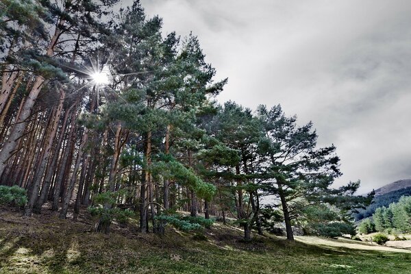 Forêt dans la journée d été