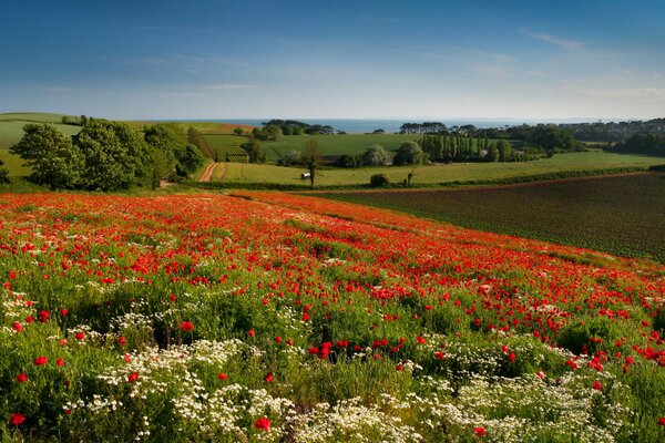 Campos de amapola en la Inglaterra rural