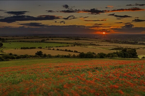 Prados de flores al atardecer en verano