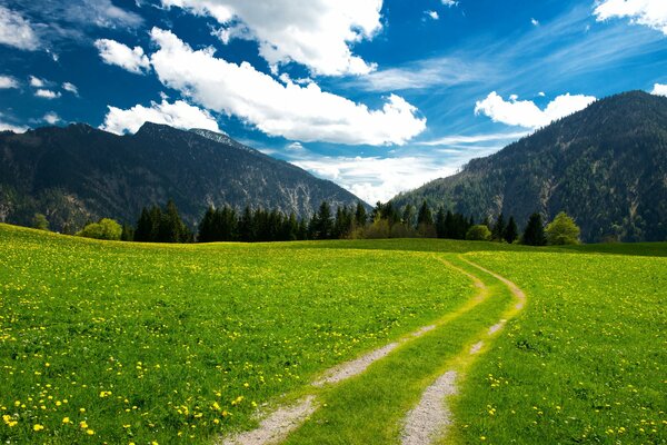 Сельская дорога среди цветущих зеленых лугов уходит у сторону прозрачного елового леса и баварских альп на фоне голубого облачного неба