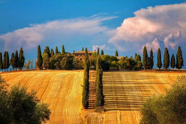 Пейзаж желтых полей Тосканы в Италии