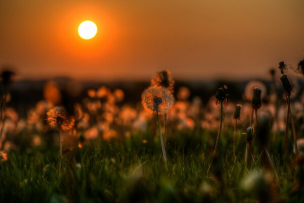 Dandelions in the rays of the setting sun