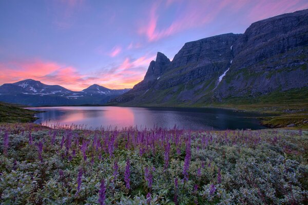 Purple flowers at the foot of the mountain