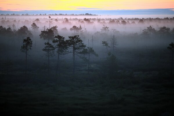 Mañana brumosa. Amanecer dorado