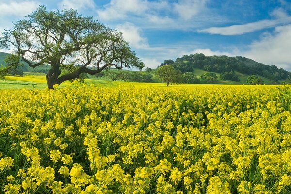 Champ de fleurs jaune avec arbre